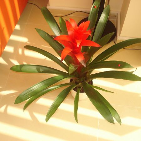 Guzmania